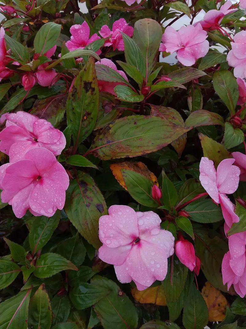Da Lat flower gardens · Da Lat
