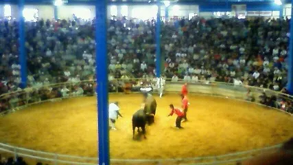 Tokunoshima bullfighting