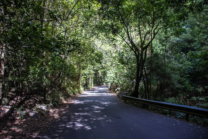 Bosque de Los Tilos