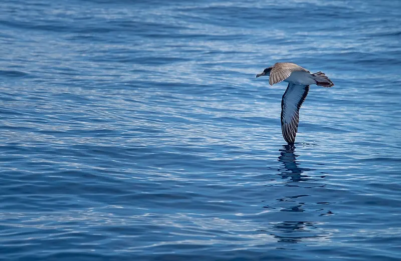 Observação de aves