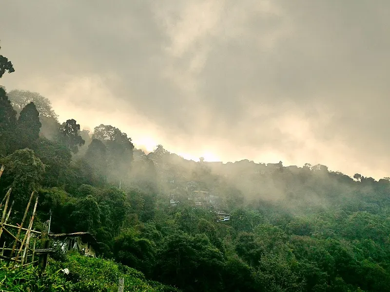 Darjeeling tea gardens