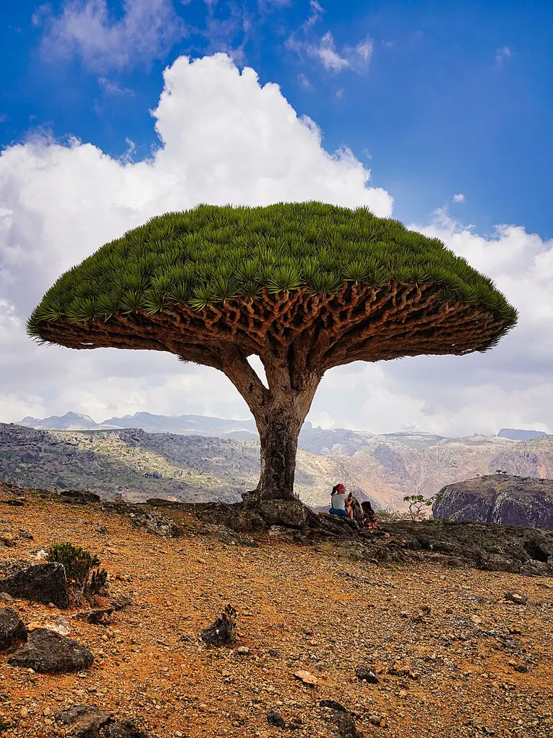 Dragon's blood trees · Socotra
