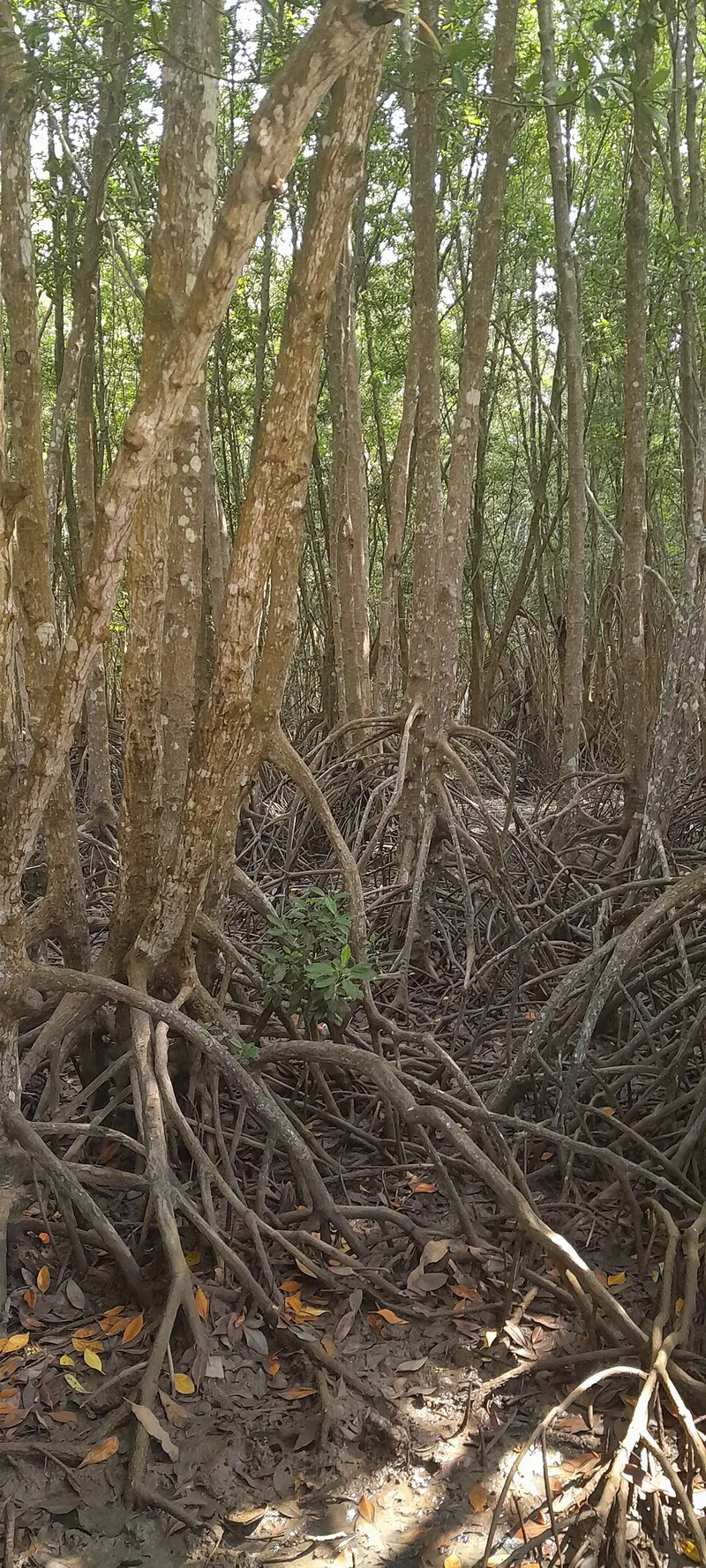 Ca Mau mangroves · Ca Mau