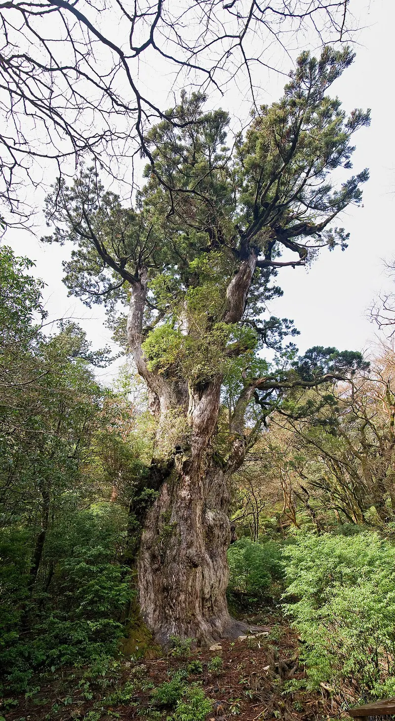 Jomon Sugi