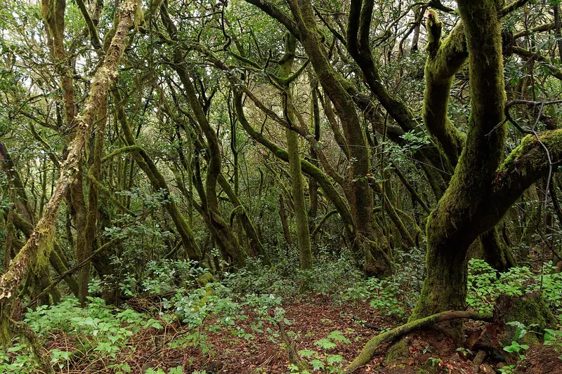Parque Nacional de Garajonay