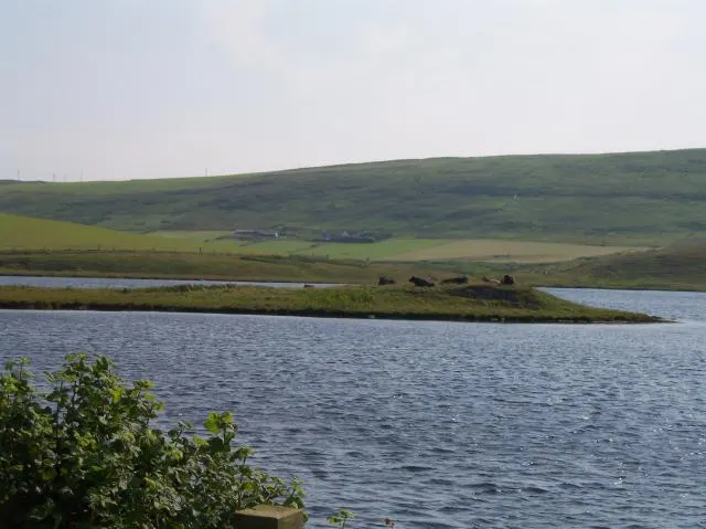 Law Ting Holm