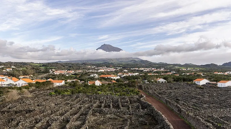 Paisagem da Cultura da Vinha