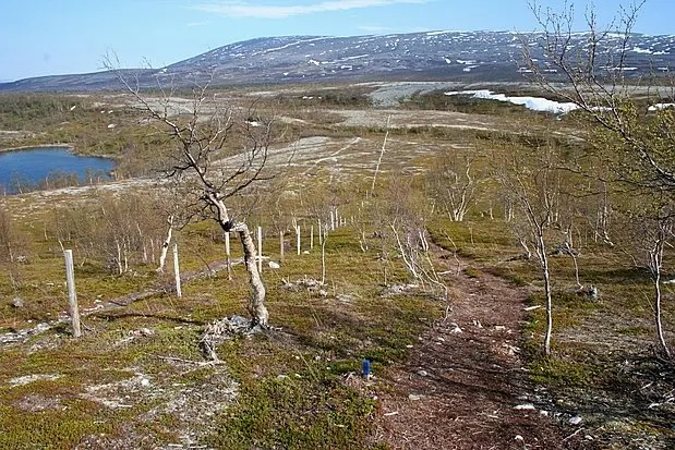 Stabbursdalen nasjonalpark