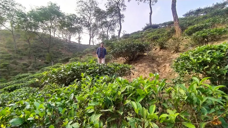 Tea gardens