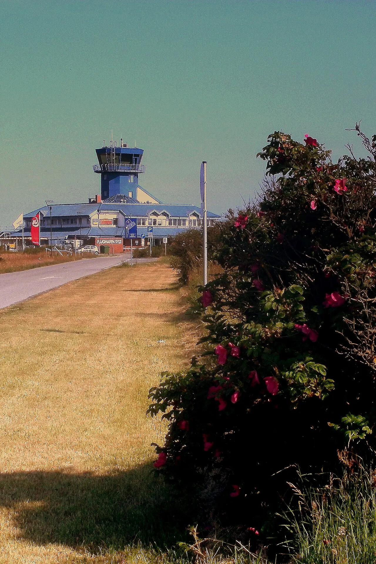 The road to the terminal, lined with wild roses in bloom