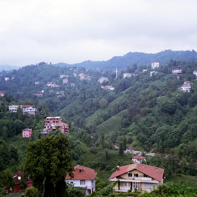 Rize çay bahçeleri