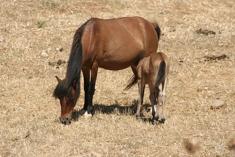 Skyrian horse